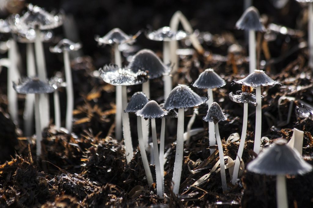 mushrooms, mushroom, backlighting